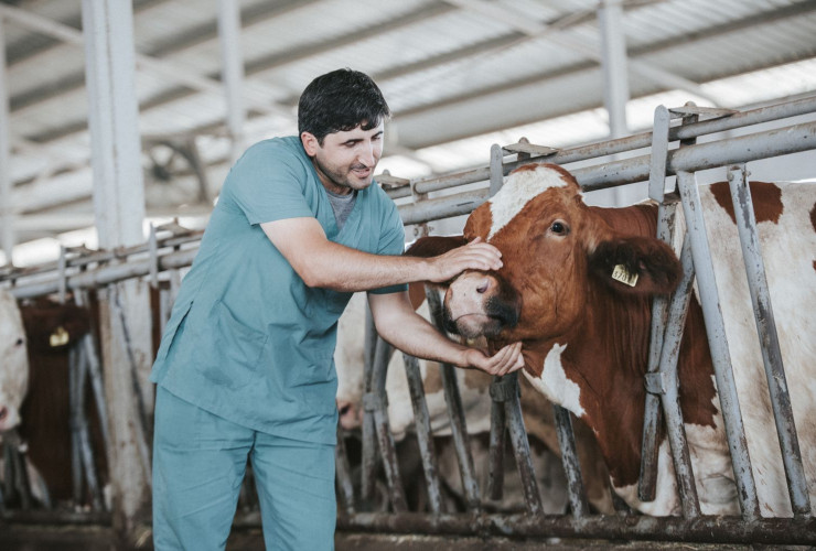 Azərbaycanda südlük inəklərin sığortalanma qaydası açıqlanıb
