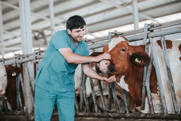 Фермеры могут страховать коров стоимостью 6 000 манатов