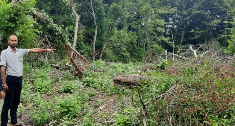 Təbiətə ziyan vuran şəxs barədə cinayət işi başlandı