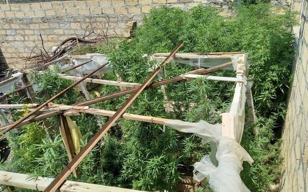 Бывший осужденный выращивал коноплю во дворе своего дома - ФОТО/ВИДЕО