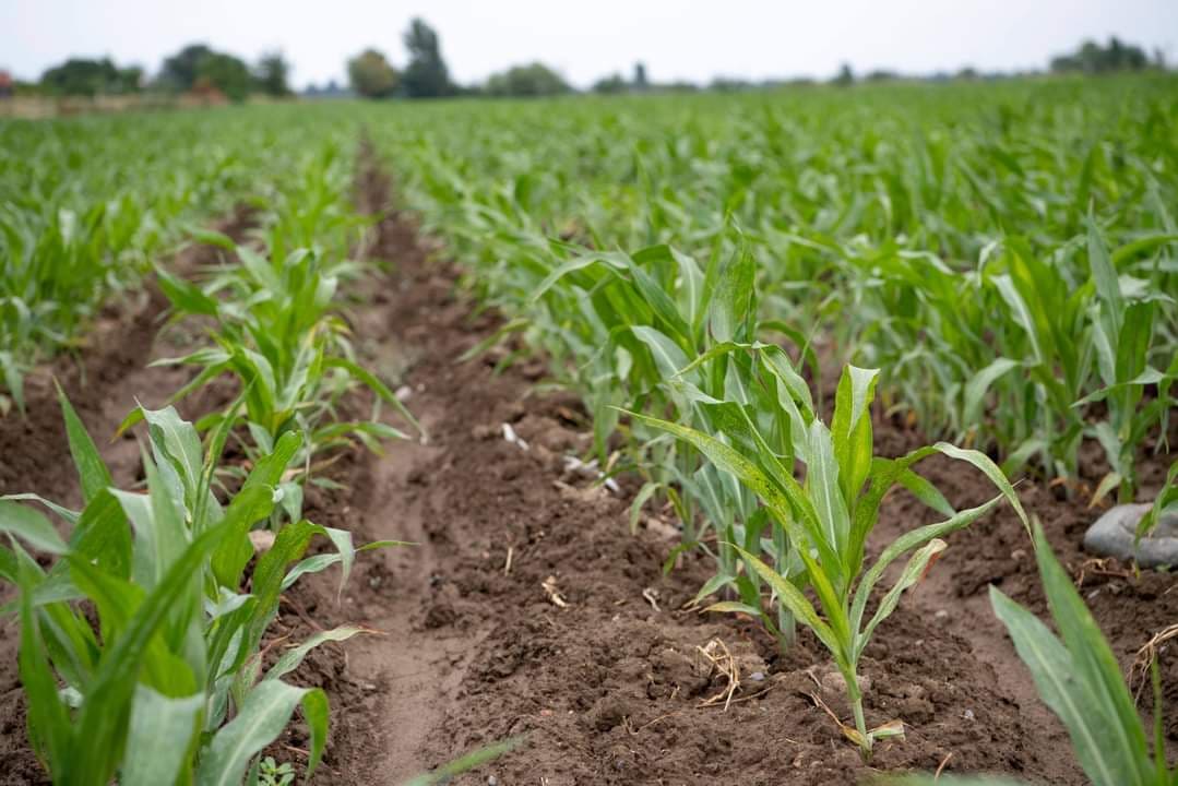 Bir ildə iki dəfə məhsul götürmək - Azərbaycanda təkrar əkinlər davam edir 