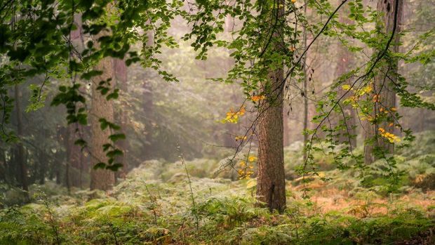 Meşələrin elektron atlası yaradılacaq