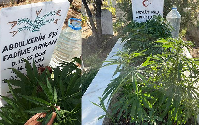 Nənə-babasının məzarları üstündə çətənə kolları əkdi - Foto