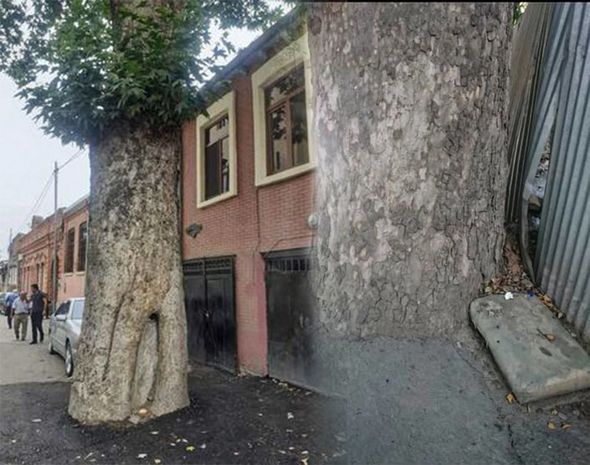 Gəncədə ağacların dibi betonlandı - FOTO