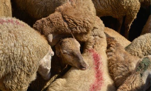 Qurban bayramında heyvan kəsimi və satışı xidmətlərini həyata keçirəcək obyektlər AÇIQLANDI - SİYAHI