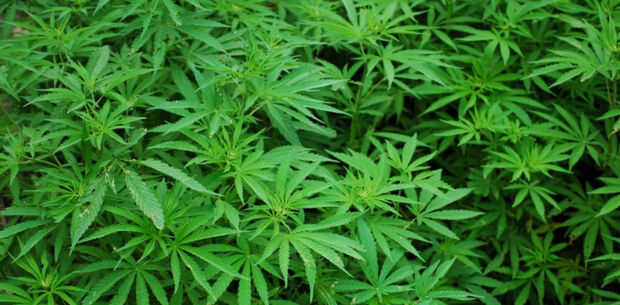 Во дворе дома жителя Астары обнаружены кусты конопли - ФОТО