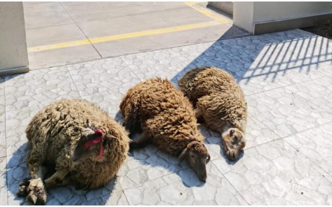 Kəlbəcərdə qurban kəsilib - FOTO