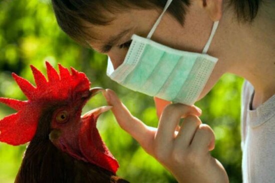 Hindistanda bu il ilk dəfə quş qripindən adam öldü