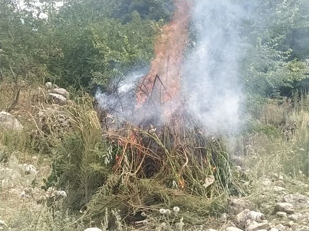 Qusarda bir tondan artıq çətənə kolu məhv edildi - FOTO