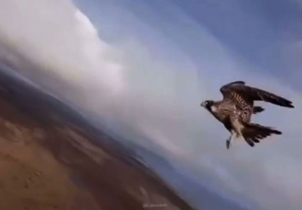 Şahin bloqerin dronunu oğurladı – VİDEO