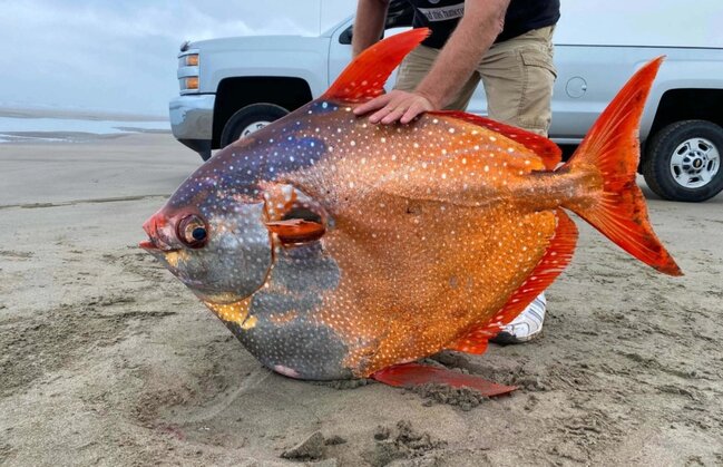 Sahildə tapılan balıq görənləri MAT QOYDU - FOTO