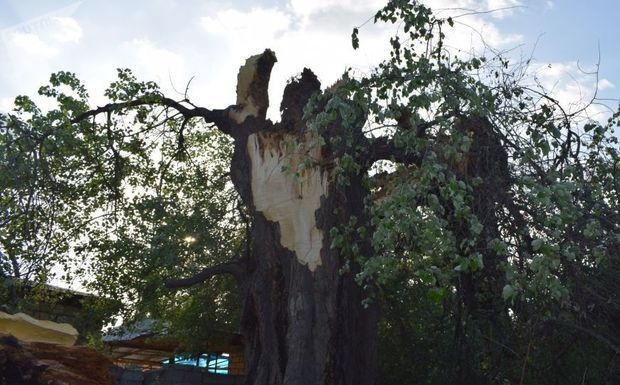 Сильный ветер в Баку вызвал проблемы - ФОТО