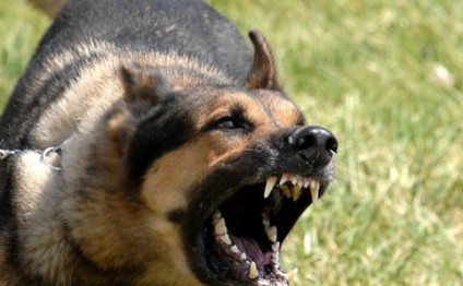 Daşkəsəndə 60 yaşlı qadını it parçaladı,vəziyyəti ağırdır