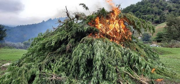 Gədəbəydə “Xaş-xaş-2021” əməliyyatı - FOTO