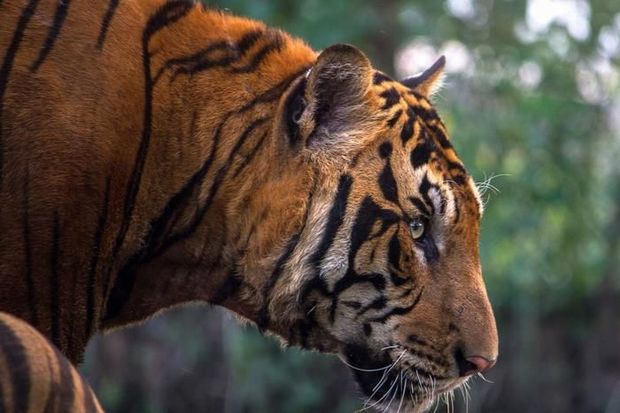 В Индии тигр растерзал фермера и утащил его тело в лес