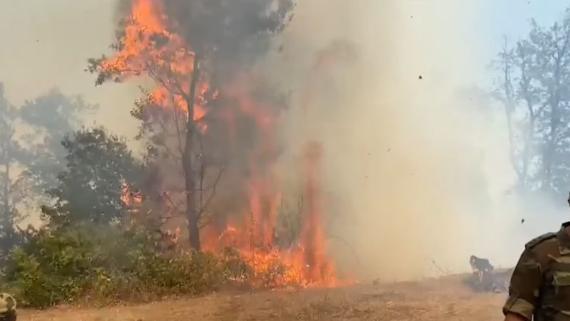 Yardımlıdakı meşə yanğınından yeni görüntülər (VİDEO)