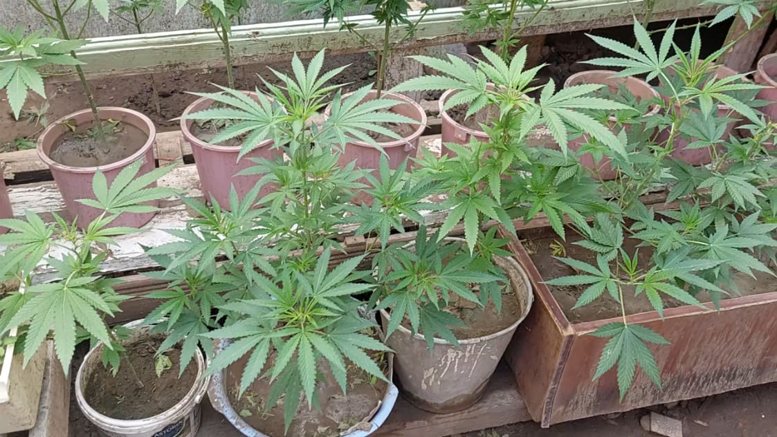 Gəncə sakinindən narkotik və silah aşkar edilib  - FOTO  (ÖZƏL)