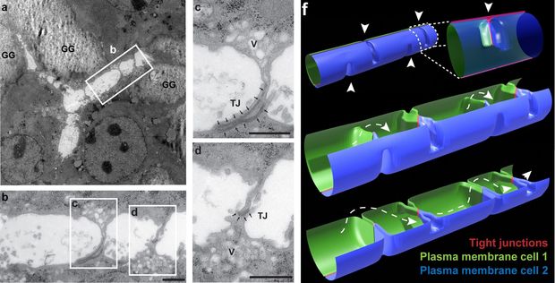 Внутри печени человека нашли неизвестные структуры