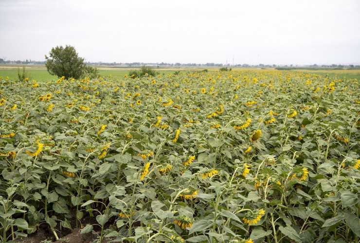 Günəbaxan sahələrində məhsul yığımına başlanıb