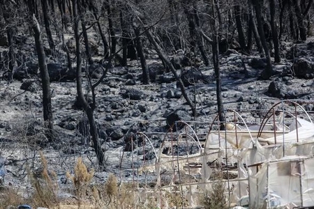 Antalyada Mingəçevirli şəhidlərin xatrəsinə ağaclar əkiləcək