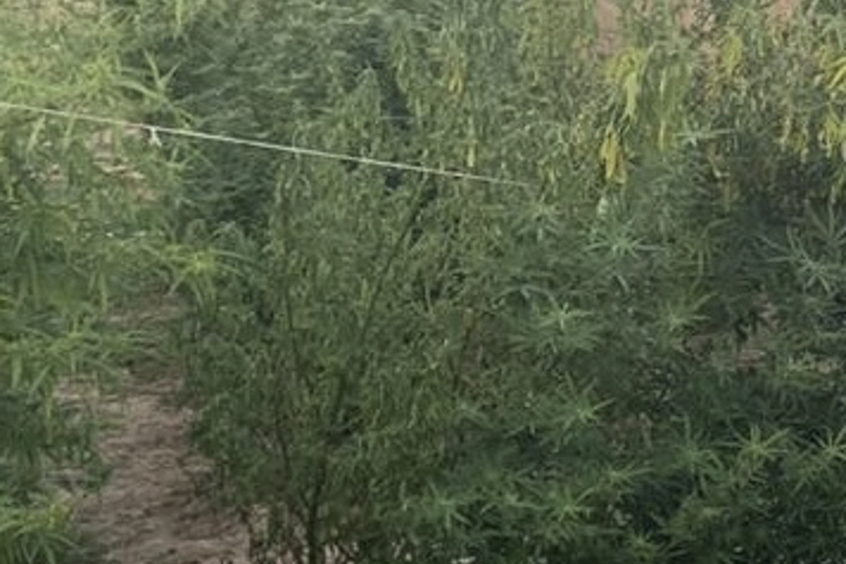 Yevlaxda çətənə bitkisinin kultivasiyası ilə məşğul olan şəxs saxlanılıb