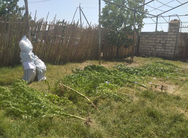 У жителя села Дяймядагылды обнаружена крупная партия наркотиков