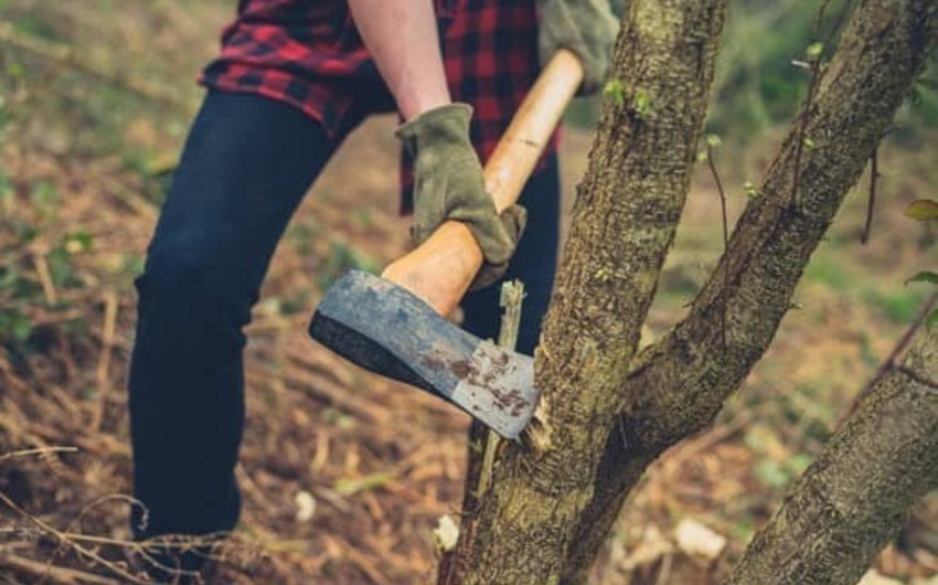 Bakıda ağaclara qənim kəsilən şirkətin işi nəzarətə götürüldü
