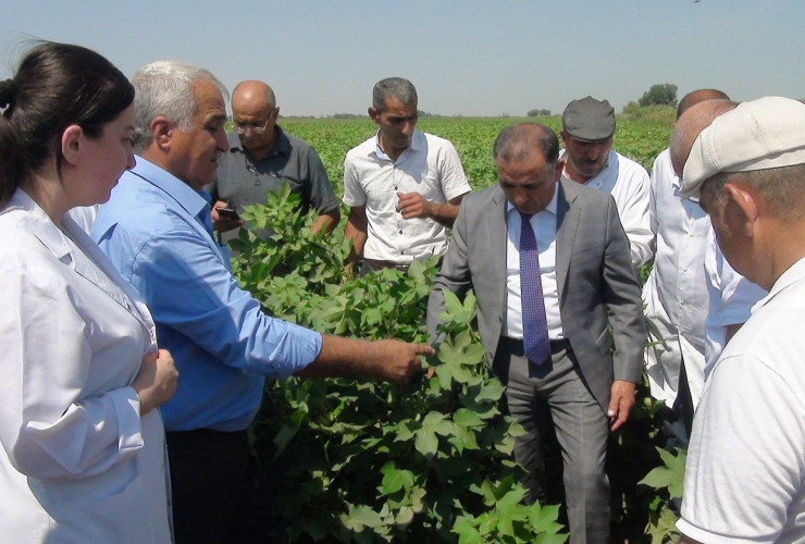Azərbaycanda nüvə enerjisi tətbiq olunan pambıq toxumlarından yüksək nəticə əldə olunub