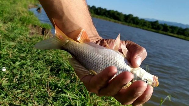 Qanunsuz balıq ovlayan şəxslər cəzalandırılıb