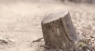 Bakıda ağacları məhv edən şirkət cəzalandırıldı - RƏSMİ