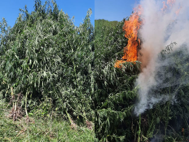 Yabanı halda bitən 2 tondan artıq çətənə kolu məhv edilib - FOTO