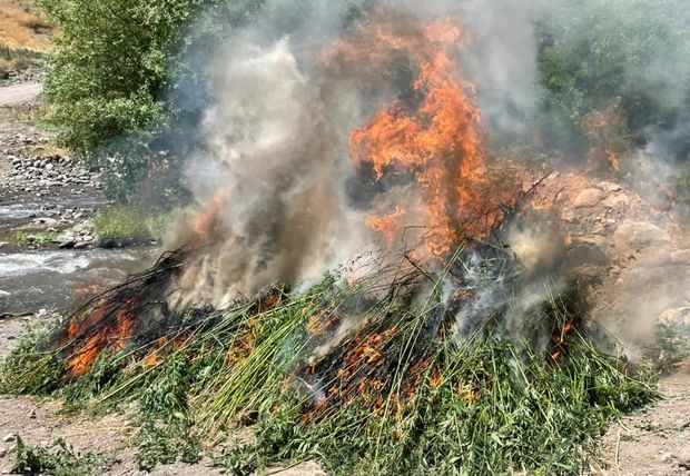 Qaxda bir tondan çox çətənə kolu məhv edildi - FOTO