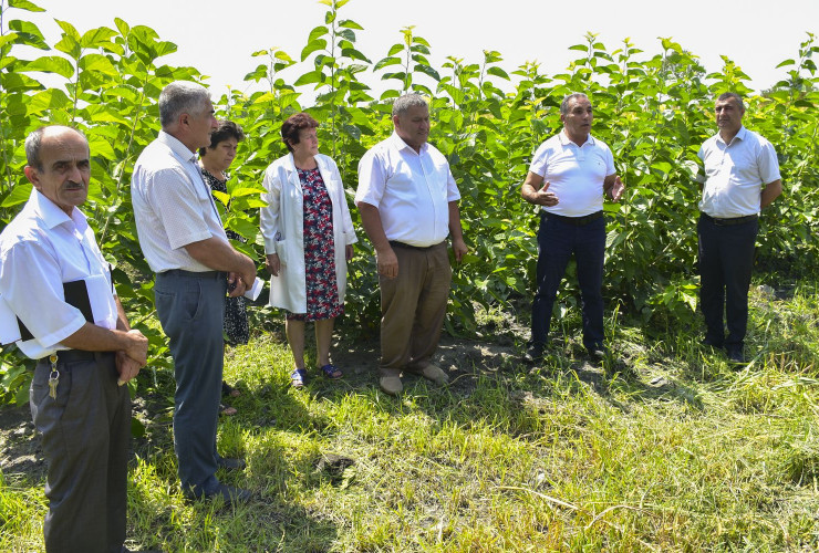 Bu il 25 rayonda tut ipəkqurdunun ikinci yemlənməsi həyata keçiriləcək