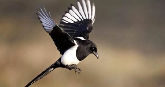 Sağsağan 5 aylıq uşağa hücum etdi - Körpə öldü