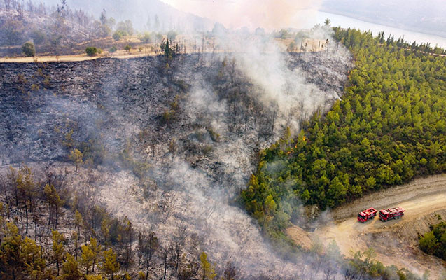 Oğuzda meşədə baş verən yanğın lokallaşdırılıb - YENİLƏNİB