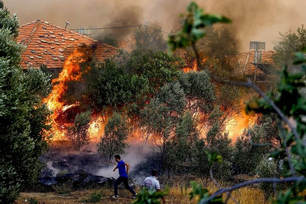 Tunisdə 450 hektarlıq meşə ərazisi külə dönüb