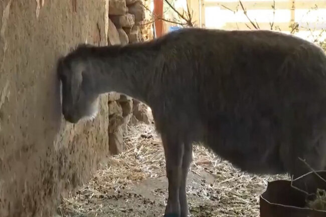 Yanğında balasını itirən keçi depressiyaya düşdü: Yemək yemir, su içmir…