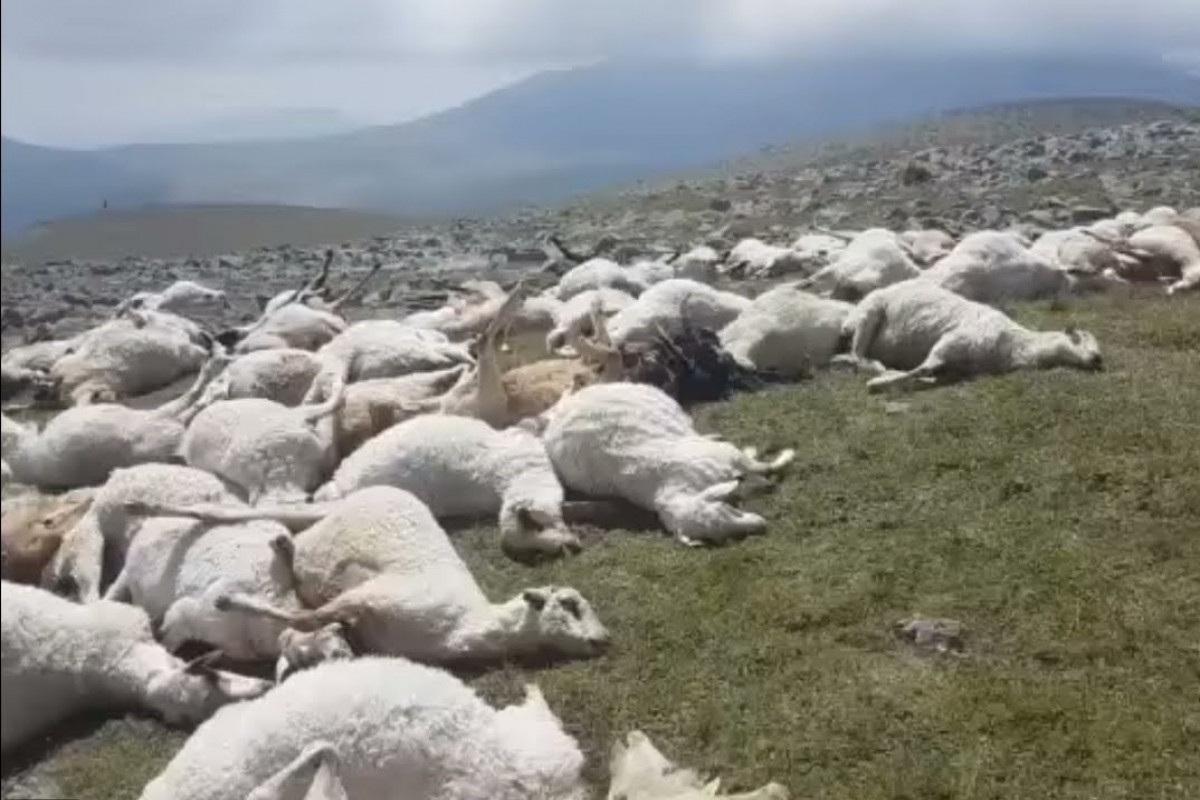 Gürcüstanda ildırım nəticəsində 530 baş qoyun tələf olub