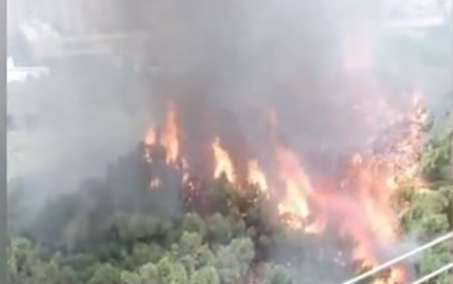 Şam ağaclarının yandığı yerdə tezalışan məhlul aşkarlandı