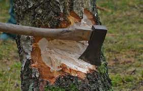 Bakıda qaraj tikmək istəyən vətəndaş ağacları kəsdi - RƏSMİ