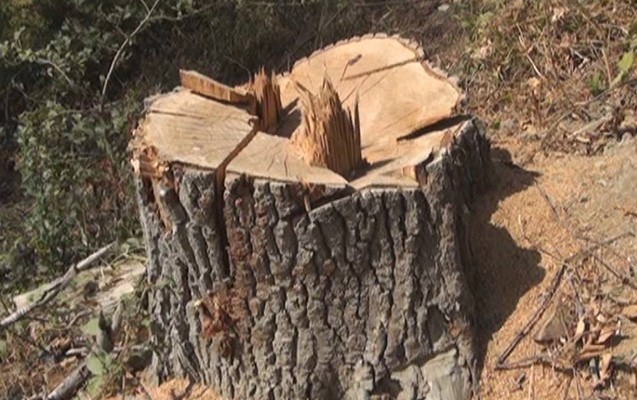 В Баку вырубили деревья под строительство гаража - ОФИЦИАЛЬНО