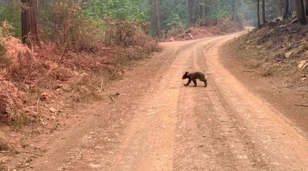 Yanğınsöndürənlər anasını itirmiş ayı balasını xilas etməyə çalışır - FOTO