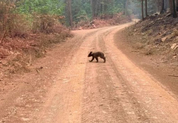 Калифорнийские пожарные нашли одинокого медвежонка в сгоревшем лесу - ФОТО