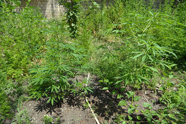 Çətənə kollarının kultivasiyası ilə məşğul olan şəxslər SAXLANILDI - FOTO