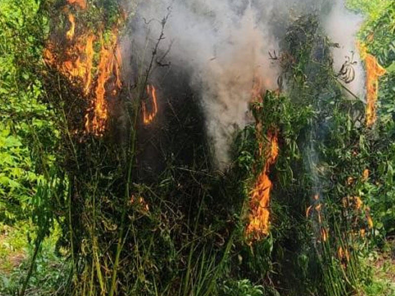 Zaqatalada 3 tona yaxın çətənə kolu məhv edilib - FOTO
