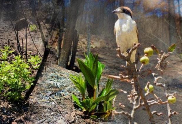 В зоне пожаров в Турции оживает природа - ФОТО
