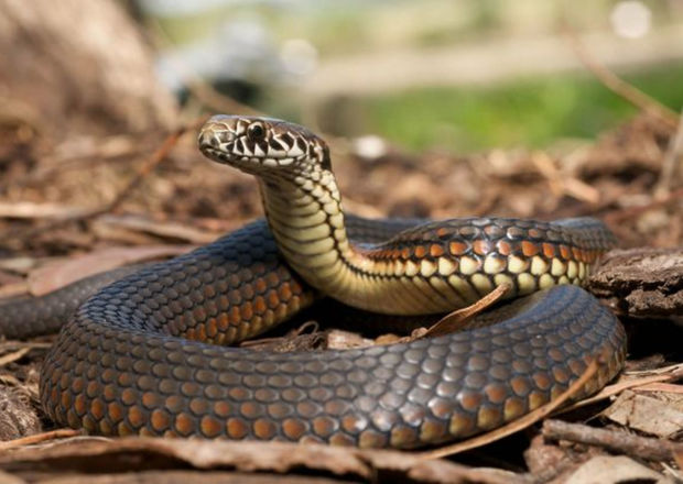 Названо число обращений в связи с укусами змей в августе