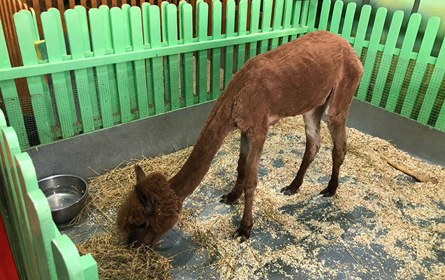 Nazirlik ac saxlanıldığı deyilən alpaqa ilə bağlı araşdırmalara başladı - Foto