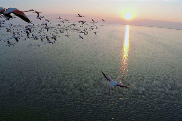 Qızılağac Milli Parkında qanunsuz ov edən şəxs saxlanılıb