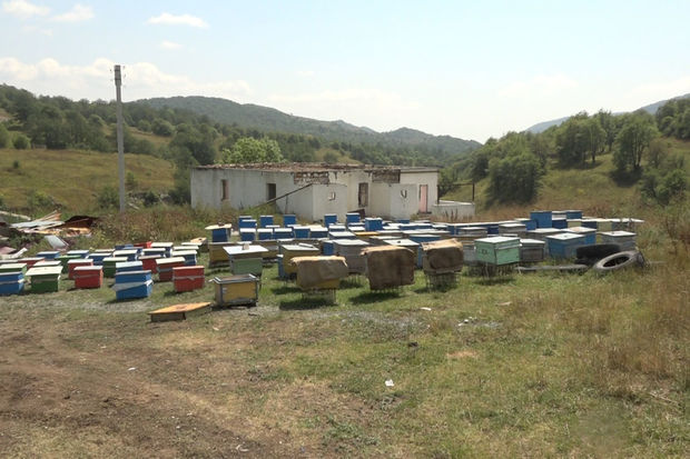 Laçında arıçılar ilk məhsul götürüblər - VİDEO